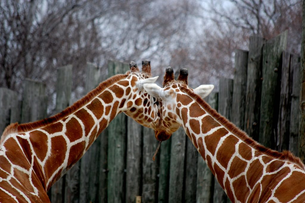 Giraffes at the Baltimore Zoo