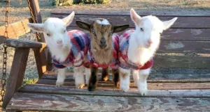 three goats in sweaters