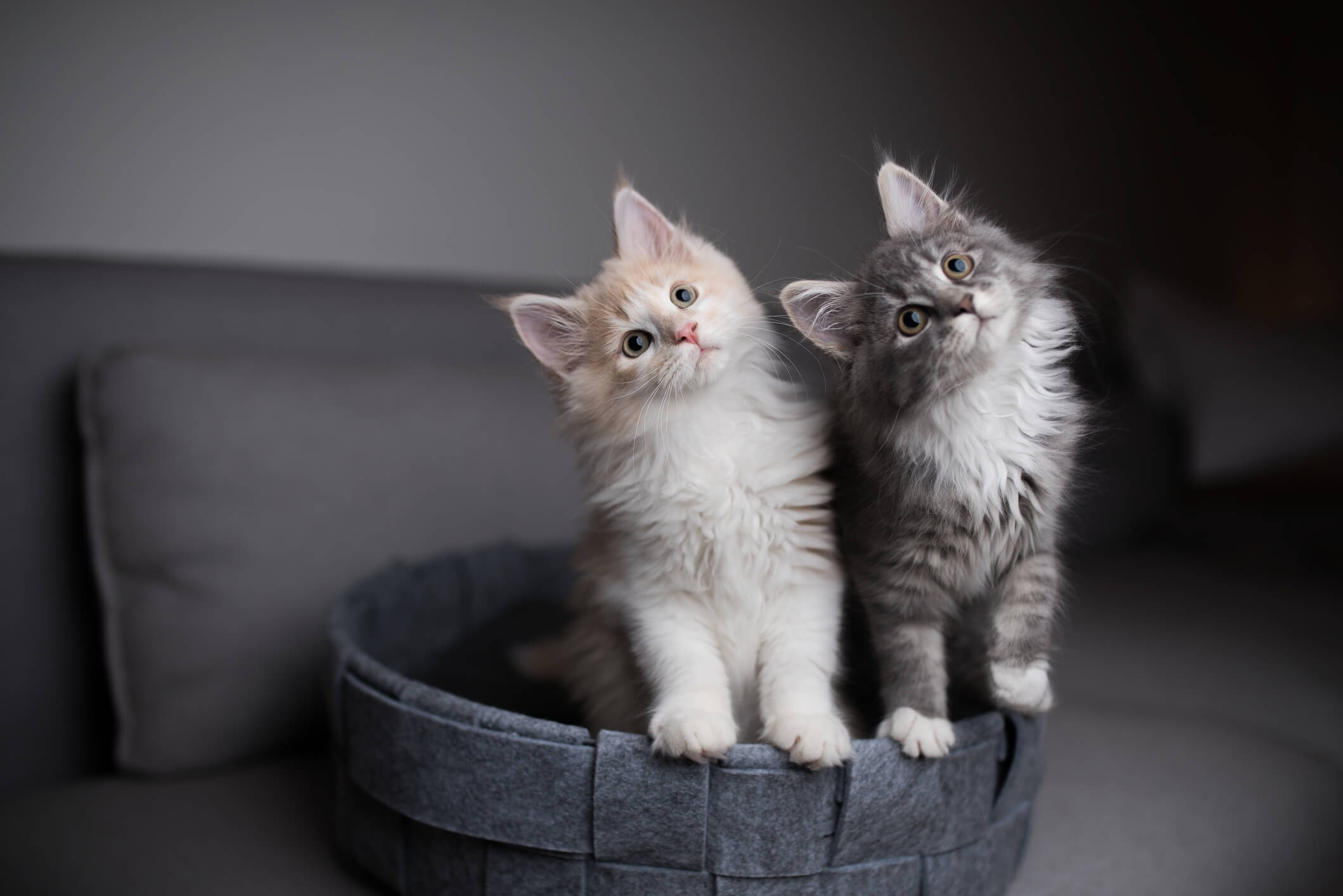 two small kittens