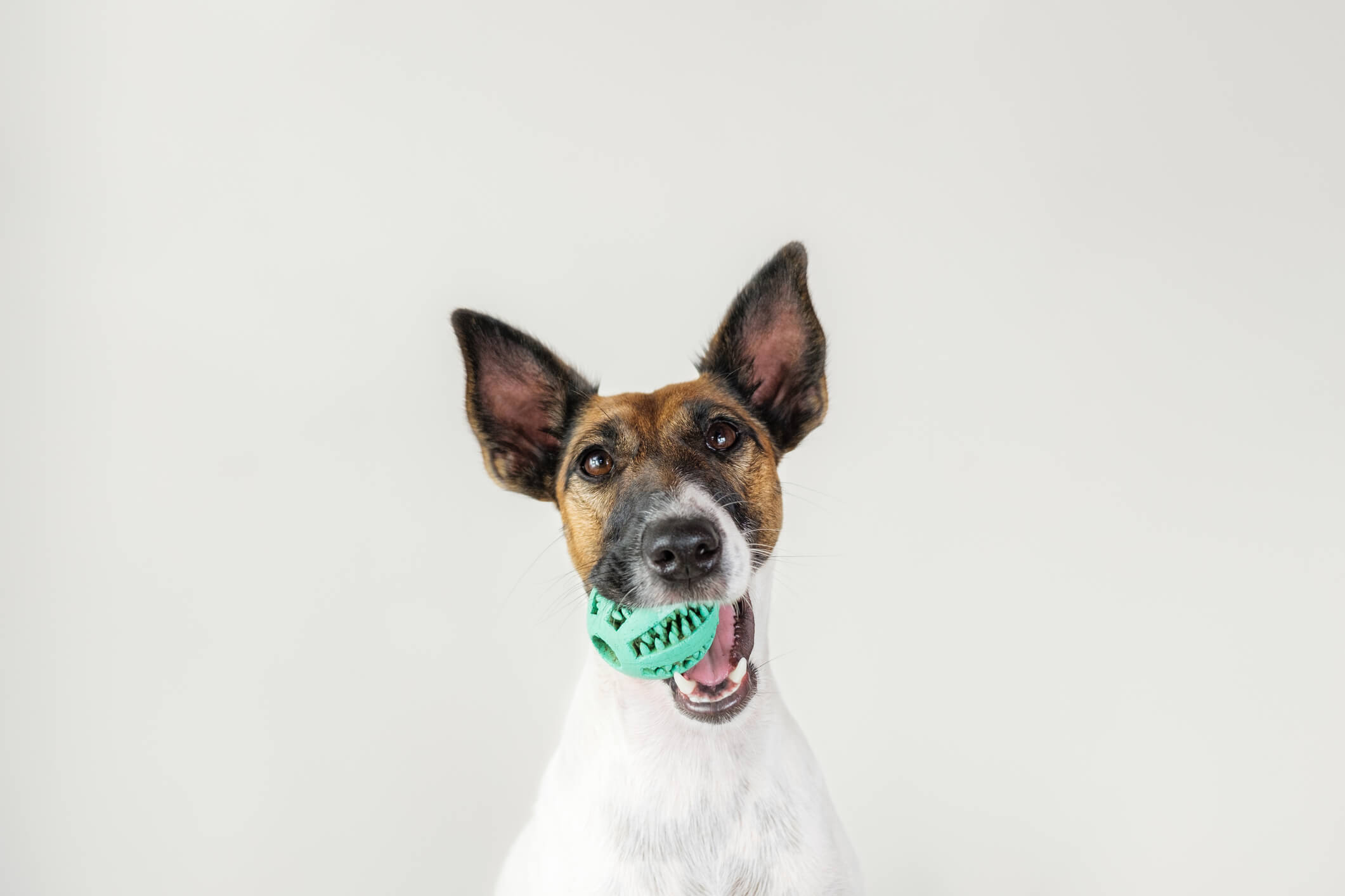 Portrait of playful fox terrier puppy with a ball in mouth