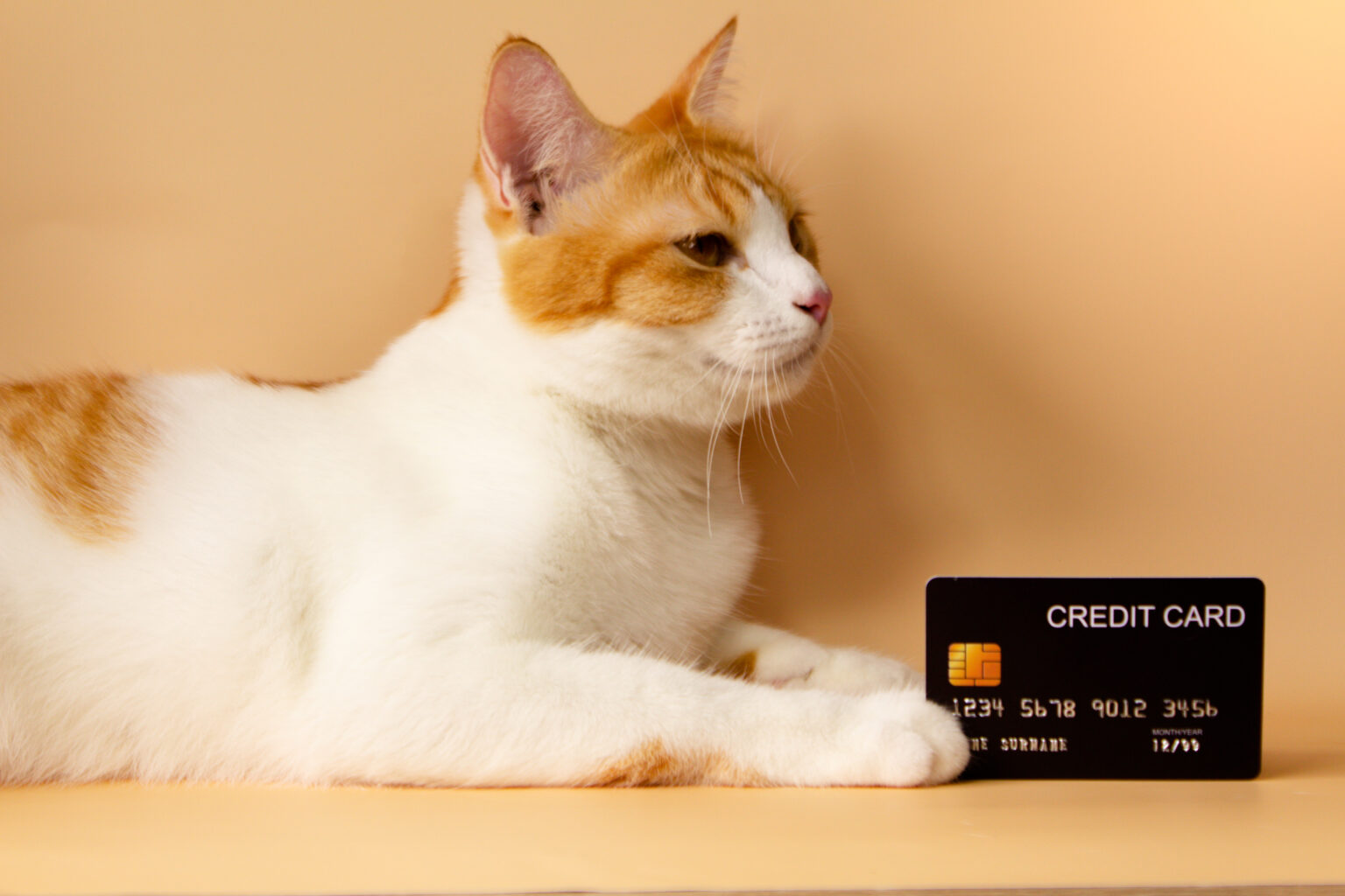 Understanding Apartment Pet Policies